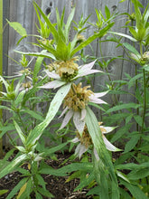 Load image into Gallery viewer, BEE BALM - Spotted
