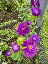 Load image into Gallery viewer, ASTER - Pavlova Dark Blue
