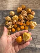 Load image into Gallery viewer, GROUND CHERRY - Schoenbrunn
