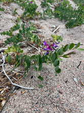 Load image into Gallery viewer, BEACH PEA
