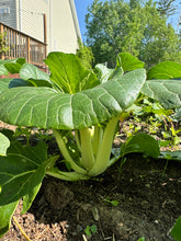 Load image into Gallery viewer, BOK CHOY - White Stem
