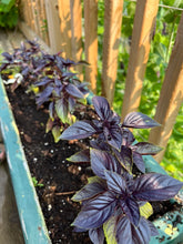 Load image into Gallery viewer, BASIL - Dark Opal
