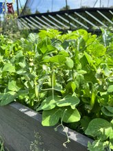 Load image into Gallery viewer, PEA (BUSH) - Tom Thumb
