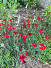 Load image into Gallery viewer, DIANTHUS - Red
