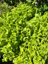 Load image into Gallery viewer, LETTUCE - Grand Rapids
