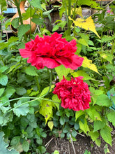 Load image into Gallery viewer, POPPY - Red Peony

