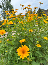 Load image into Gallery viewer, SUNFLOWER - PERENNIAL
