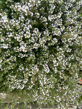 Load image into Gallery viewer, THYME - Summer
