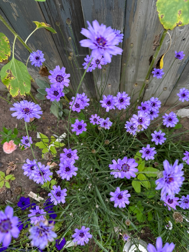 CUPID'S DART – The Superior Gardener