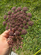 Load image into Gallery viewer, QUEEN ANNE'S LACE | DARA
