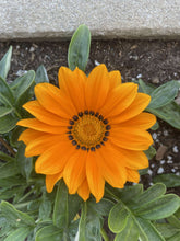 Load image into Gallery viewer, GAZANIA - New Day Bright Mix
