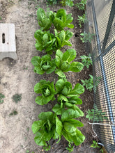Load image into Gallery viewer, LETTUCE - Romaine
