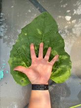Load image into Gallery viewer, SPINACH - Large Leaf
