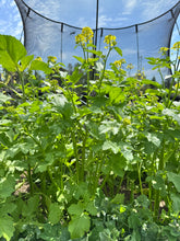 Load image into Gallery viewer, MUSTARD - Dijon
