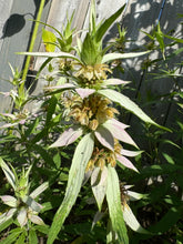 Load image into Gallery viewer, BEE BALM - Spotted
