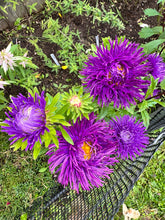 Load image into Gallery viewer, ASTER - Pavlova Dark Blue
