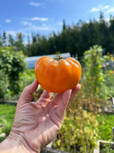 Load image into Gallery viewer, TOMATO - Orange Strawberry

