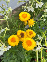 Load image into Gallery viewer, STRAWFLOWER - Bright Yellow Mix
