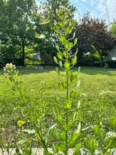 Load image into Gallery viewer, PENNYCRESS
