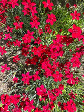 Load image into Gallery viewer, DIANTHUS - Red
