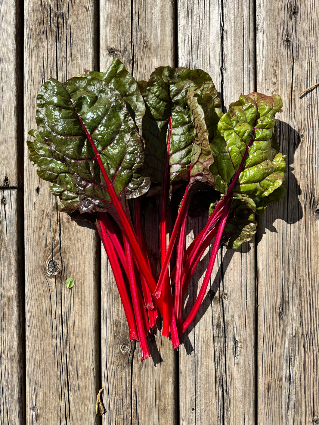 SWISS CHARD - Ruby Red – The Superior Gardener