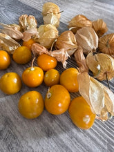 Load image into Gallery viewer, GROUND CHERRY - Schoenbrunn

