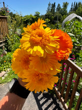 Load image into Gallery viewer, CALENDULA - Kinglet Mix

