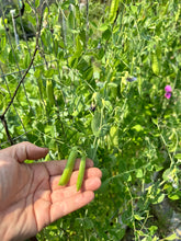 Load image into Gallery viewer, PEA (POLE) - Rojeva
