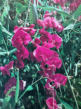 Load image into Gallery viewer, SWEET PEA - Perennial
