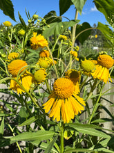 Load image into Gallery viewer, SNEEZEWEED
