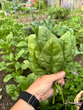 Load image into Gallery viewer, SPINACH - Bloomsdale
