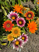 Load image into Gallery viewer, GAZANIA - New Day Bright Mix
