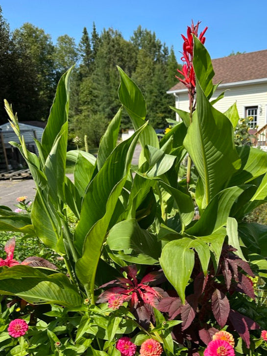 CANNA LILY - Fire & Gold Mix