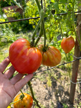 Load image into Gallery viewer, TOMATO - Hungarian Heart
