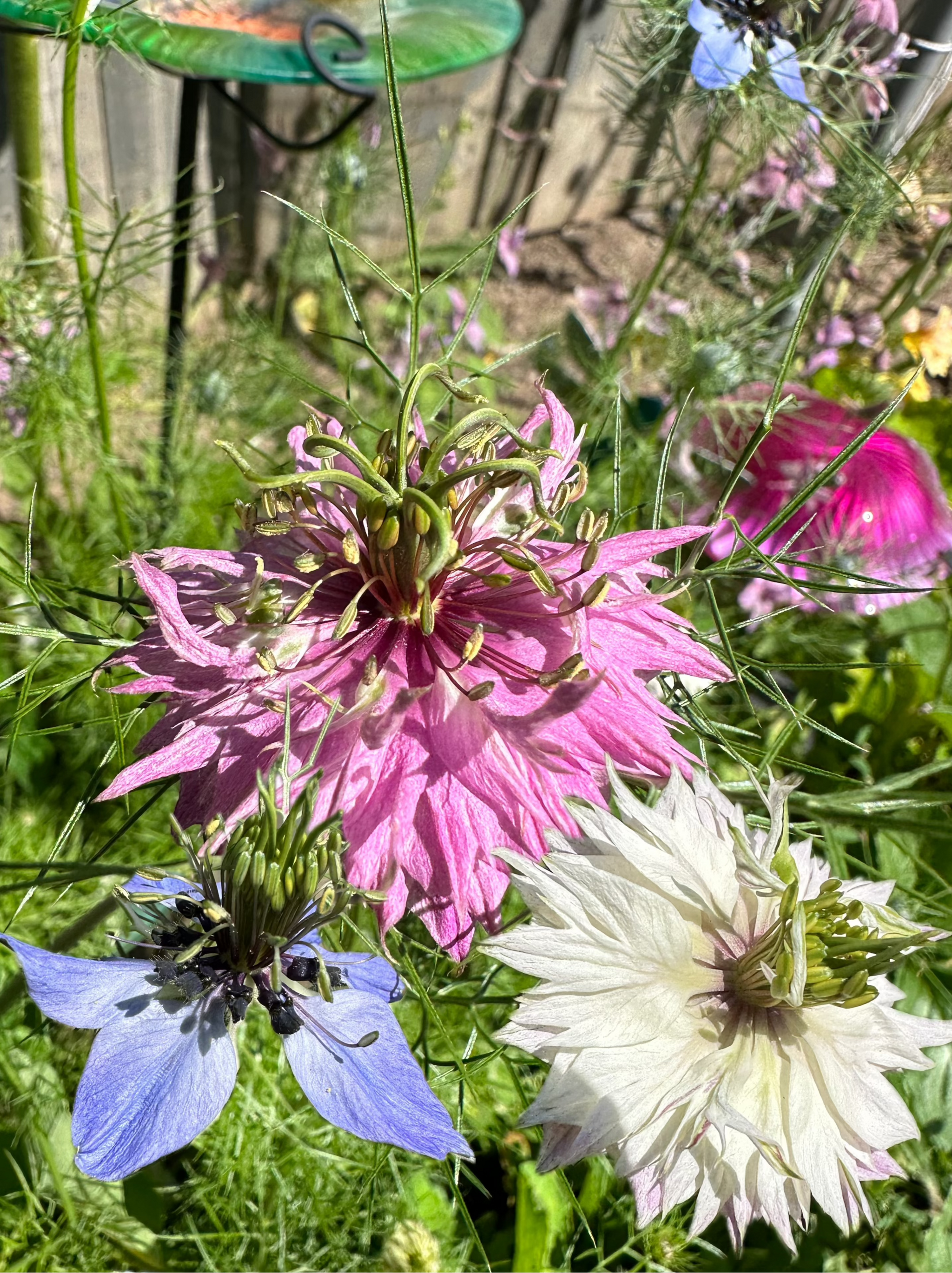 love in a mist persian jewels flower seeds NIGELLA