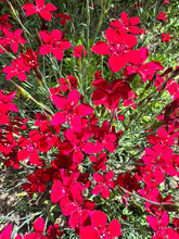Load image into Gallery viewer, DIANTHUS - Red
