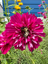 Load image into Gallery viewer, COSMOS - Double Click Cranberry
