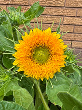 Load image into Gallery viewer, SUNFLOWER - Teddy Bear
