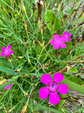 Load image into Gallery viewer, DIANTHUS - Maiden Pink
