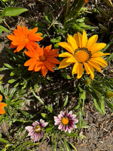 Load image into Gallery viewer, GAZANIA - New Day Bright Mix

