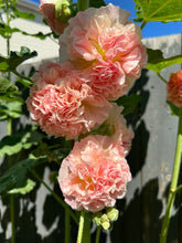 Load image into Gallery viewer, HOLLYHOCK - Peaches N&#39; Dreams
