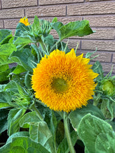 Load image into Gallery viewer, SUNFLOWER - Teddy Bear
