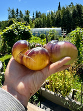 Load image into Gallery viewer, TOMATO - Sart Roloise
