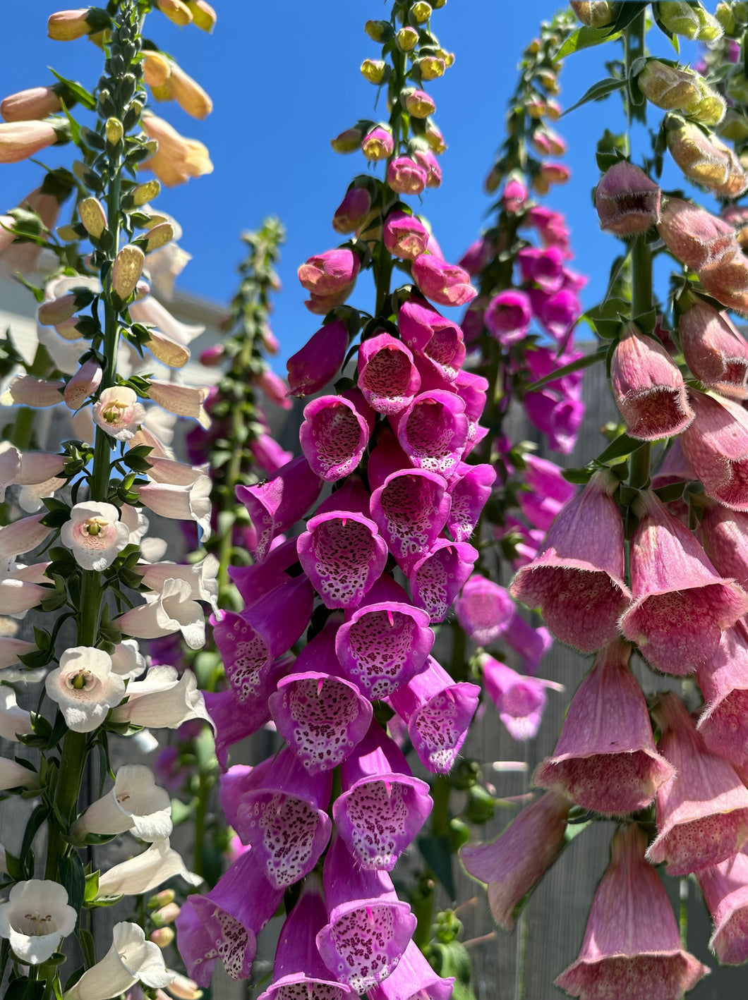 FOXGLOVE - Sugar Plum Mix