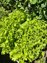 Load image into Gallery viewer, LETTUCE - Grand Rapids
