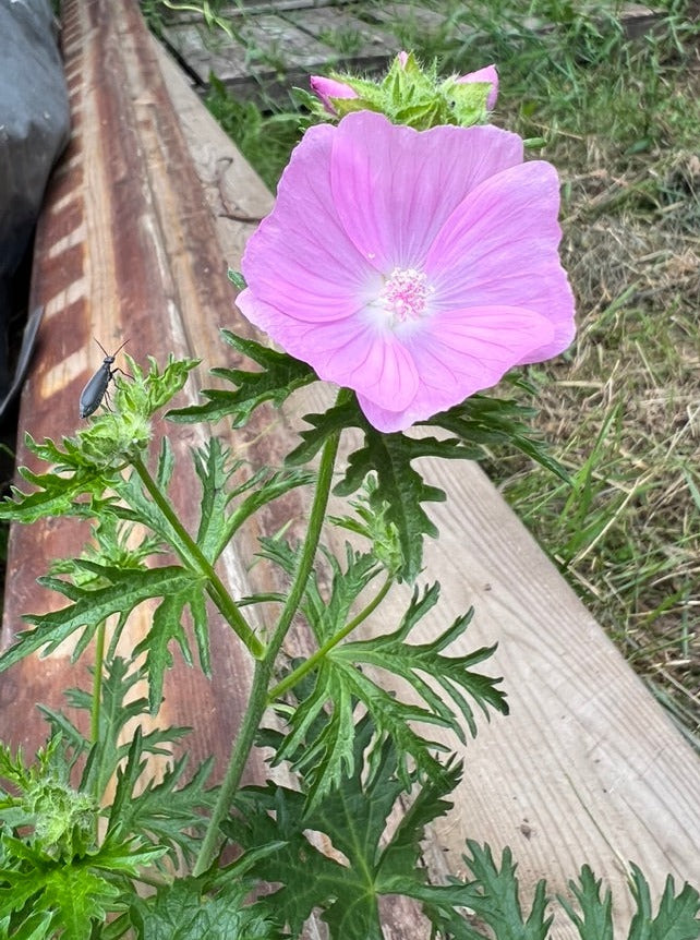 MUSKMALLOW - Pink