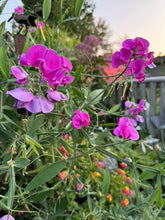 Load image into Gallery viewer, SWEET PEA (PERENNIAL) - Pink &amp; White Mix
