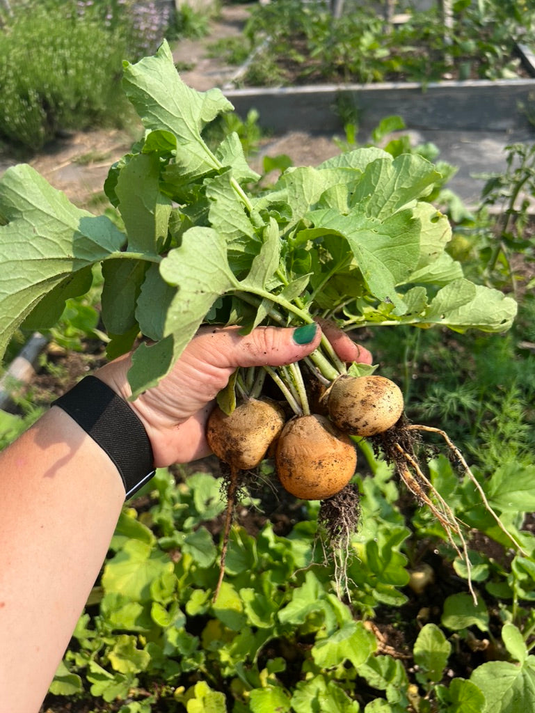 RADISH - Golden Helios