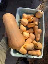 Load image into Gallery viewer, SQUASH - Butternut
