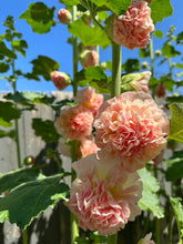 Load image into Gallery viewer, HOLLYHOCK - Peaches N&#39; Dreams

